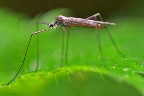 Chioneinae